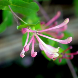 Bout de branche terminée par une fleur rose et blanc - Belgique  - collection de photos clin d'oeil, catégorie plantes